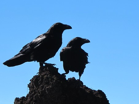 A Murder of Crows, Part 2